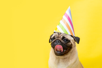 portrait Funny pug dog on a yellow background dressed in a party hat on a yellow background with...