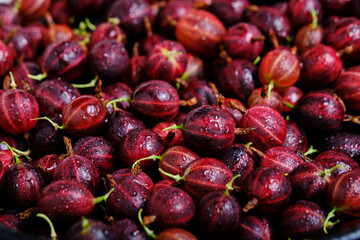 Background of bright burgundy gooseberries,berry close up.