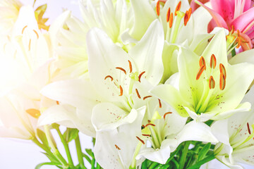 White lily bright sunny day, backgrounds, flowers close up, pistil and stamens.
