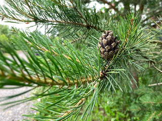 A young green branch of a coniferous plant with a cone for the inhabitants of the forest, a beautiful tree with a pleasant coniferous aroma, sharp needles of oastenia, a tree for the new year