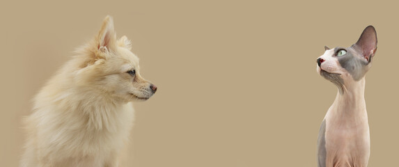 Banner pomeranian dog and sphynx cat looking away.  Isolated on beige background