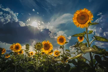 Foto op Plexiglas Yellow sunflowers against the blue sky. © Vitaliy