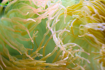 Coral polyps, bladder anemone.