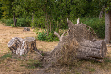 Fototapeta na wymiar a fallen large tree root