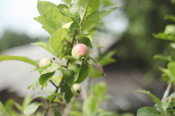 Apple tree branch with ripening green apples under bright sunlight. Summer harvest in garden. Organic gardening and agriculture