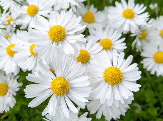 White daisies in the green grass in the meadow. Close-up of summer flowers in the rays of sunlight.