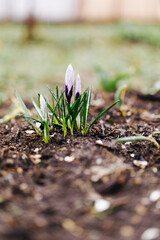 spring tulip flower of lilac color