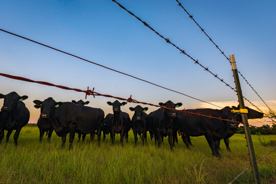 Black Angus herd low angle fenceline at dusk