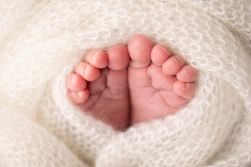 Soft feet of a newborn in a white woolen blanket. Close-up of toes, heels and feet of a newborn baby. The tiny foot of a newborn. Studio Macro photography. Baby feet covered with isolated background. 