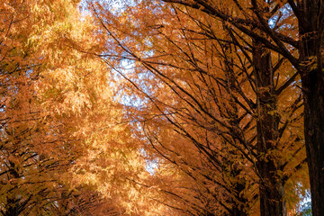 秋の滋賀県・高島市で見た、オレンジに色づくメタセコイア並木の紅葉と隙間から見える空