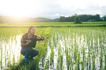 Asian woman farmer examines the rice field and checks data to the cloud from the tablet. Smart farming and hight digital agriculture.