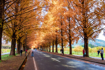秋の滋賀県・高島市で見た、オレンジに色づくメタセコイア並木の紅葉
