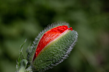 macro photography. isolated flower. flower close-up. beautiful desktop wallpapers. background with a large flower. floral wallpaper. red poppy bud, macro
