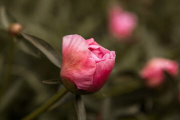 macro photography. isolated flower. flower close-up. beautiful desktop wallpapers. background with a large flower. floral wallpaper. a bud of delicate peach-colored peony. muted tones. retro style