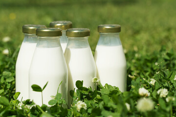 A bottle of fresh milk on a sunny summer farm meadow, grass, nature and plants. Mockup, eco food, dairy products concept.