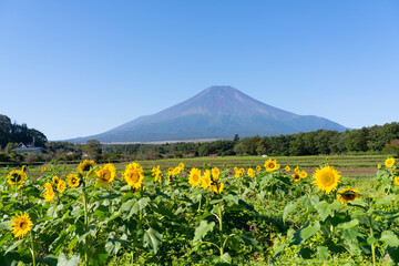 富士山とひまわり畑　sunflower MtFuji 