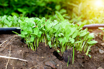 Fenugreek microgreens, Spouting micro green, Trigonella foenum-graecum, sprouted fenugreek seed, micro green, growing Sprouts, green loving concept, organic food