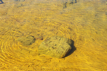 Young fish in the shallow.