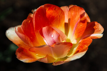Fototapeta premium macro photography. isolated flower. flower close-up. beautiful desktop wallpapers. background with a large flower. floral wallpaper. large bright orange tulip
