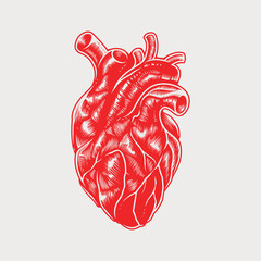 Vintage Anatomical Heart Vector - 517622721
