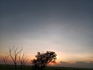 tree in sunset