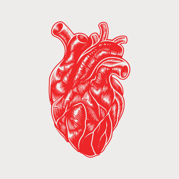 Vintage Anatomical Heart Vector