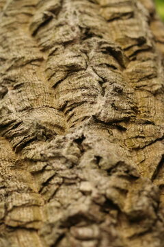 Phellodendron, cork tree trunk, bark detail