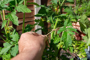 Man tying a tomato plant to a cane with garden string. Grow your own concept