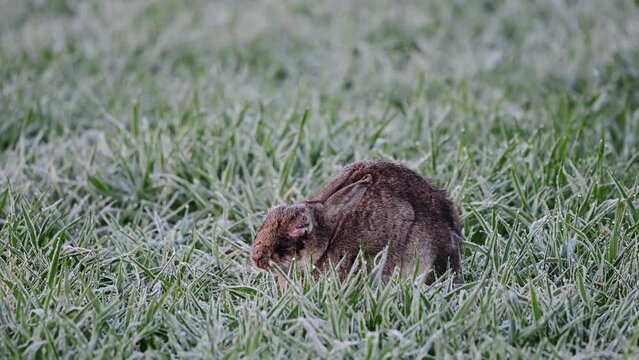 Wild rabbit sitting sick with myxomatosis in a corn field, may, north rhine westphalia, spring, (oryctolagus cuniculus) germany,