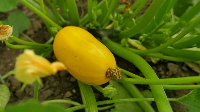 Yellow zucchini among green leaves in the garden