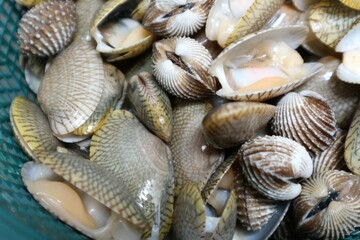 batik clams, clams with batik motifs on the shell
