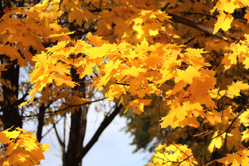 Calm fall season. Maple tree leaves on sunny beautiful nature autumn background