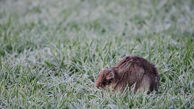 Wild rabbit sitting sick with myxomatosis in a corn field, may, north rhine westphalia, spring, (oryctolagus cuniculus) germany,