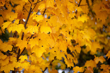 Naklejka na ściany i meble Bright yellow golden maple foliage