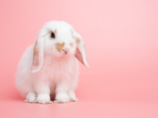 Baby white holland lop rabbit sitting on pink background. Lovely action of young rabbit.