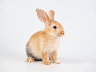 Front view of brown cute rabbit sitting on white background.