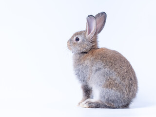 Adorable gray rabbit sitting  on white background.