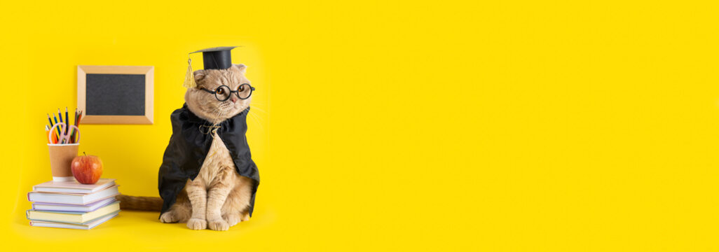 Back to school sale banner, cat student in a cap and mantle on yellow background with school accessories. Sale, promotion, discount. School, study, distant education. online courses. Copy space - Powered by Adobe