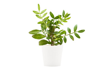 Indoor plant in a white pot on a white background