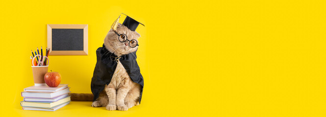Back to school sale banner, cat student in a cap and mantle on yellow background with school accessories. Sale, promotion, discount. School, study, distant education. online courses. Copy space