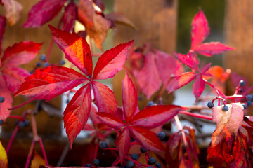 Close up of Autumn Wild Grape leaves