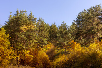 Golden magic autumn forest with colorful trees