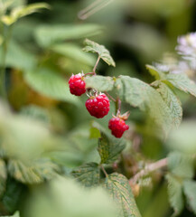 Wild strawberries in Scotland