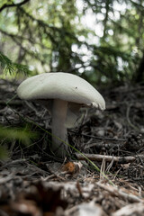 Close-up of a false umbrella mushroom, chlorophyllum molybdite or lepiota with green spores in the forest. soft focus, mystical mushroom for witchcraft, esotericism