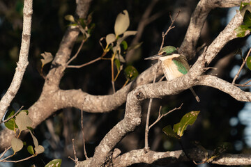 Female Australian Kingfisher 