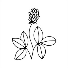 hand drawn doodle plant element for floral design concept