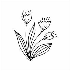 hand drawn doodle plant element for floral design concept