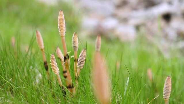 Trivial field horsetail herbaceous perennial plant growing