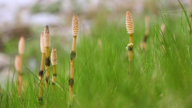 Ideal field horsetail growing northern hemisphere