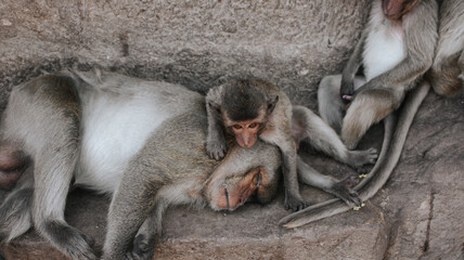 The alpha male monkey sleeping avoid the sun under at Monkey Temple (Phra Prang Sam Yot) in Lopburi, Thailand.